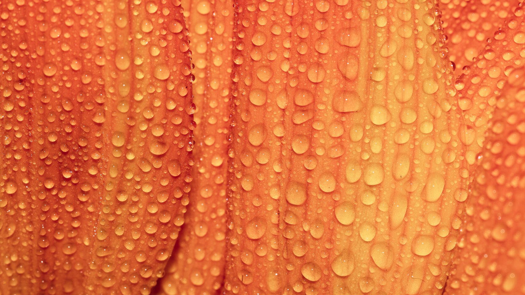 Macro of a vivid orange flower petal densely covered with round dew drops.
