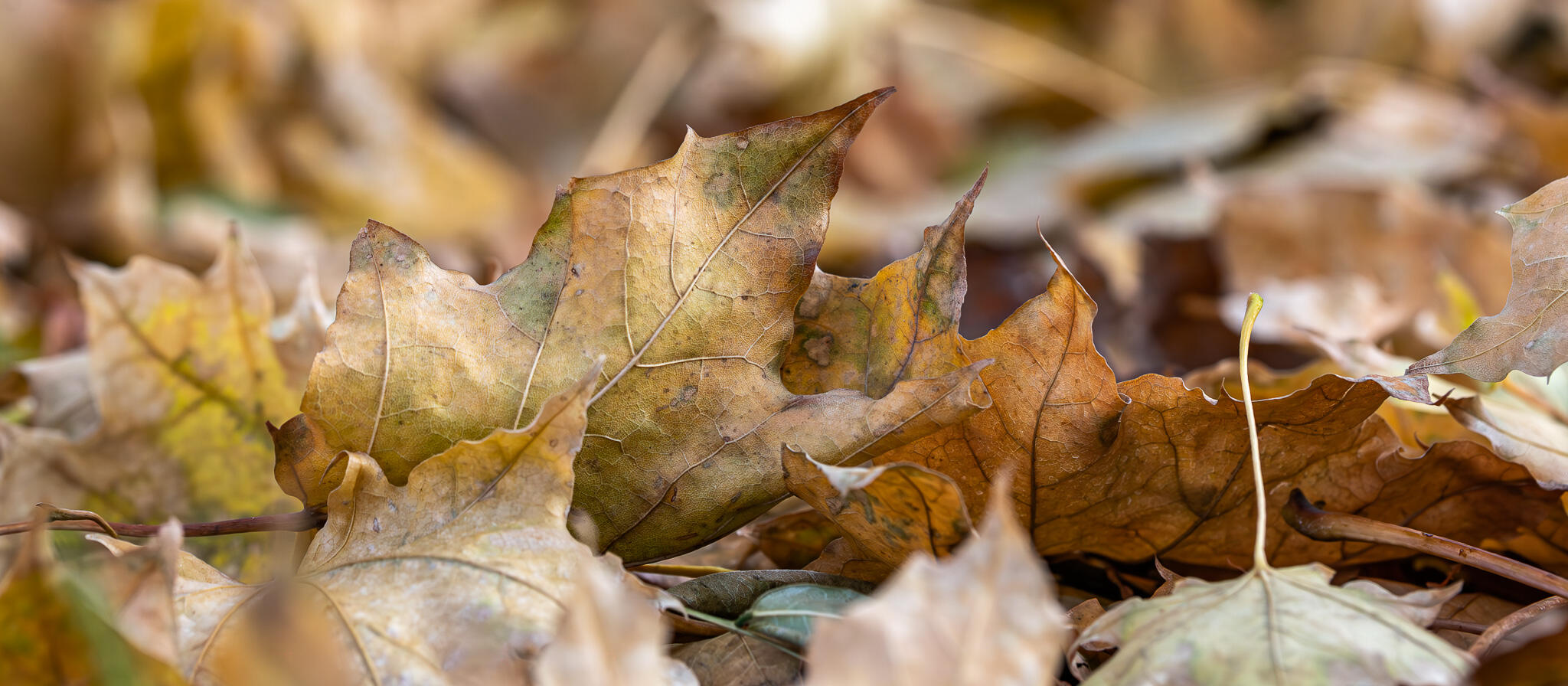 Macro shot of dry brown autumn leaves overlapping on the ground in gentle light.
