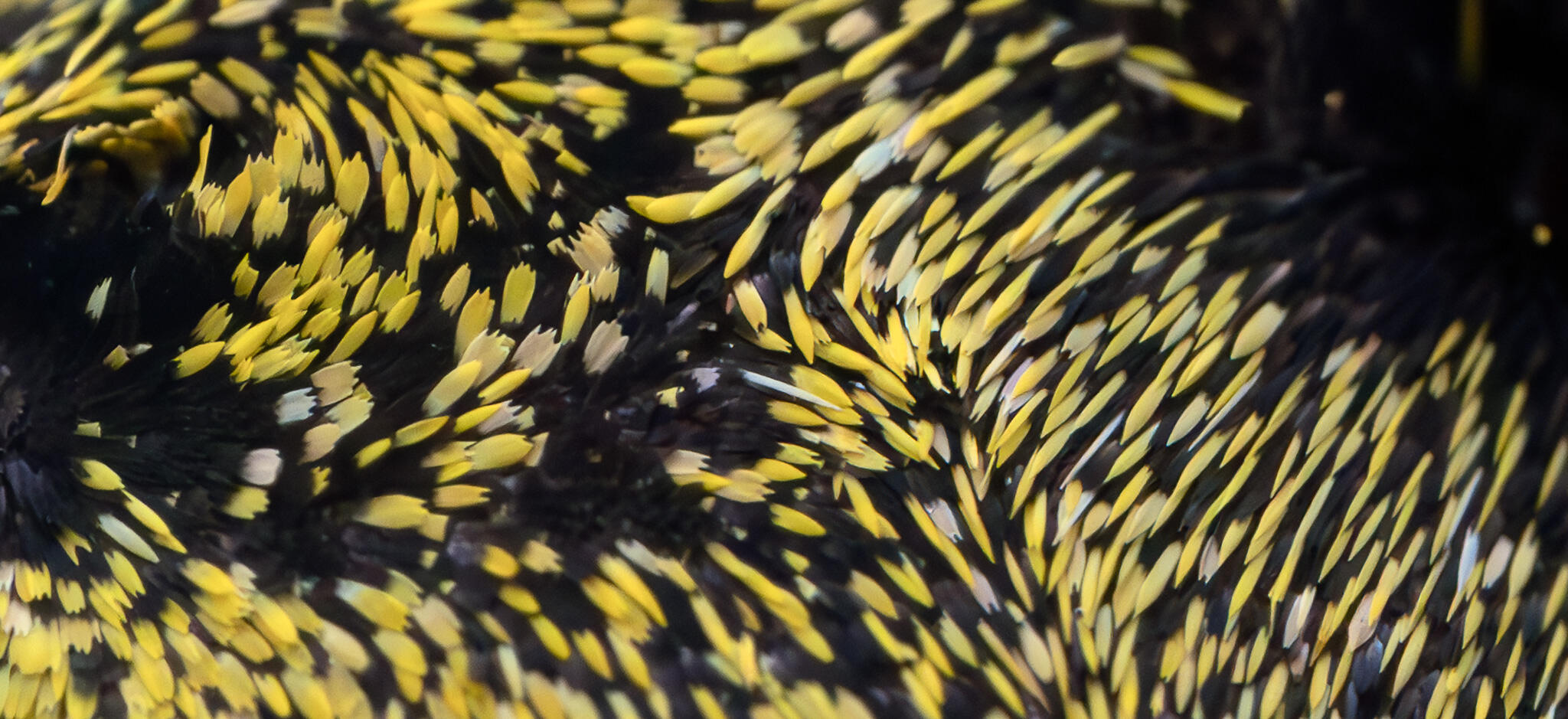 Extreme macro of a butterfly’s body showing dense yellow and black hairs in a swirling, patterned arrangement.