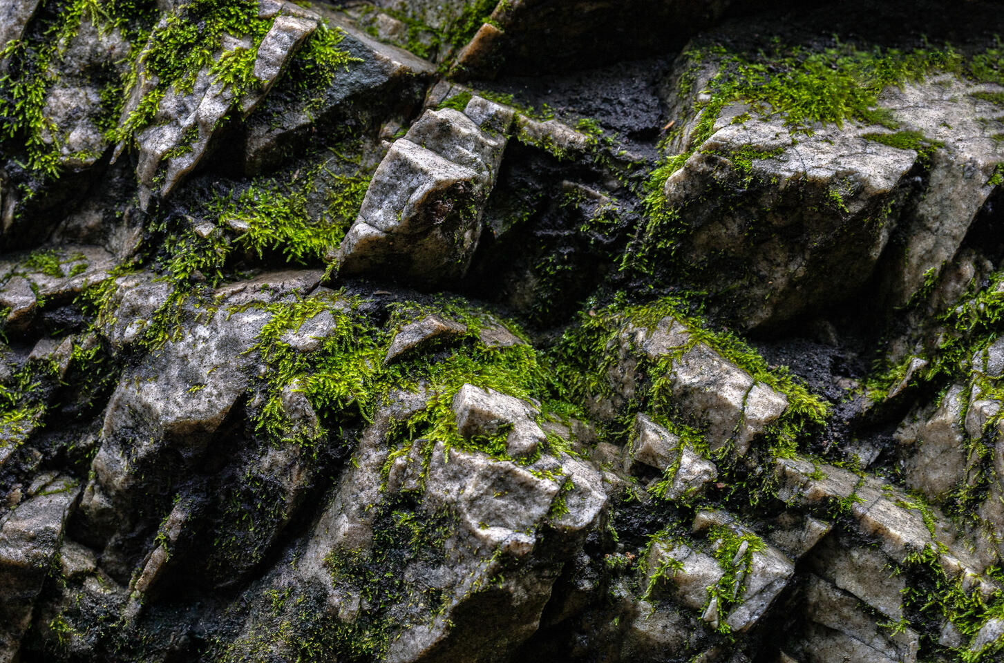 lose view of jagged stone surface with vivid green moss growing in cracks and ridges.