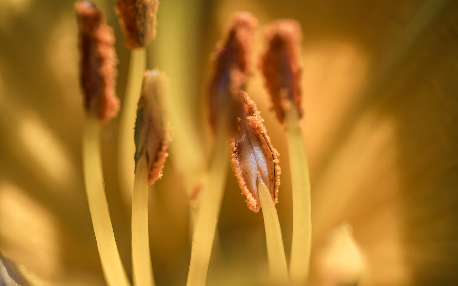 Macro view of Lilly stamens with soft golden filaments and brown pollen tips in warm light.