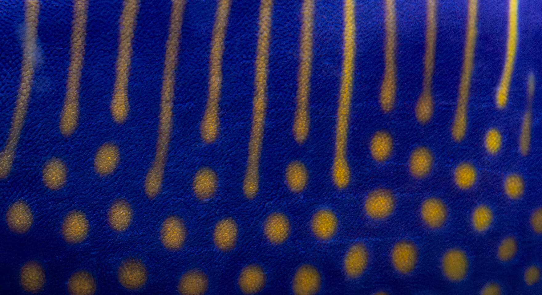 Macro of a fish’s skin showing deep blue surface with vertical gold lines and dots.
