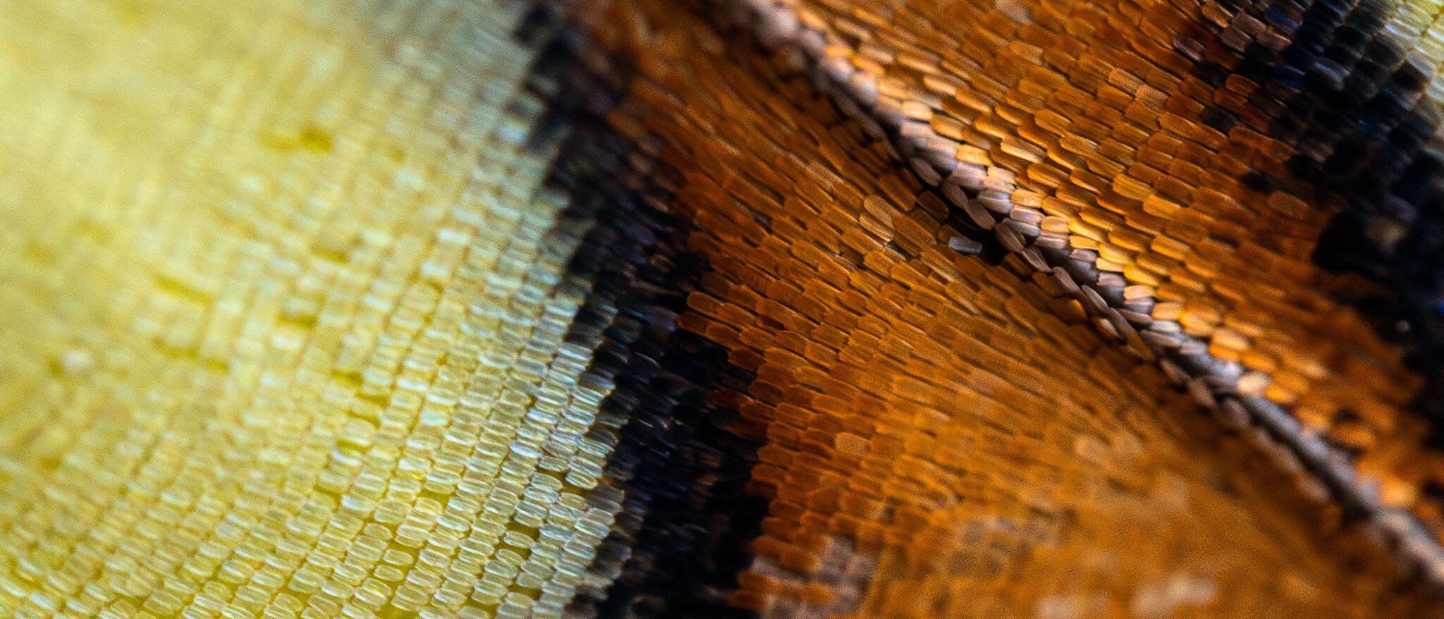 Close-up of butterfly wing showing rows of tiny overlapping scales in amber, gold, and black.