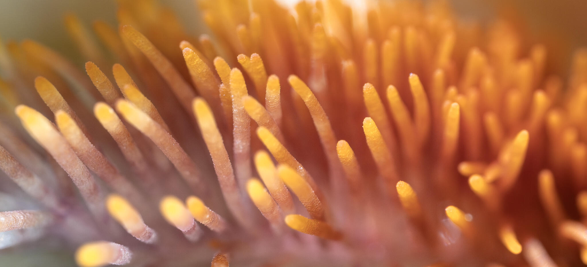Close-up of an iris flower’s fuzzy yellow beard with fine filaments catching the light.