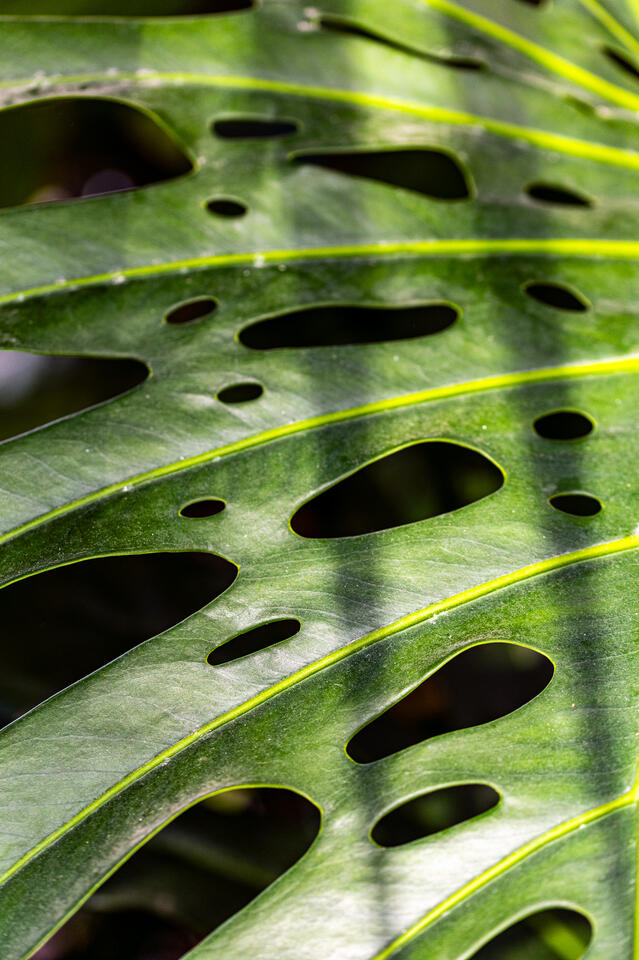 Close view of green monstera leaf with natural holes and veins lit by dappled sunlight.