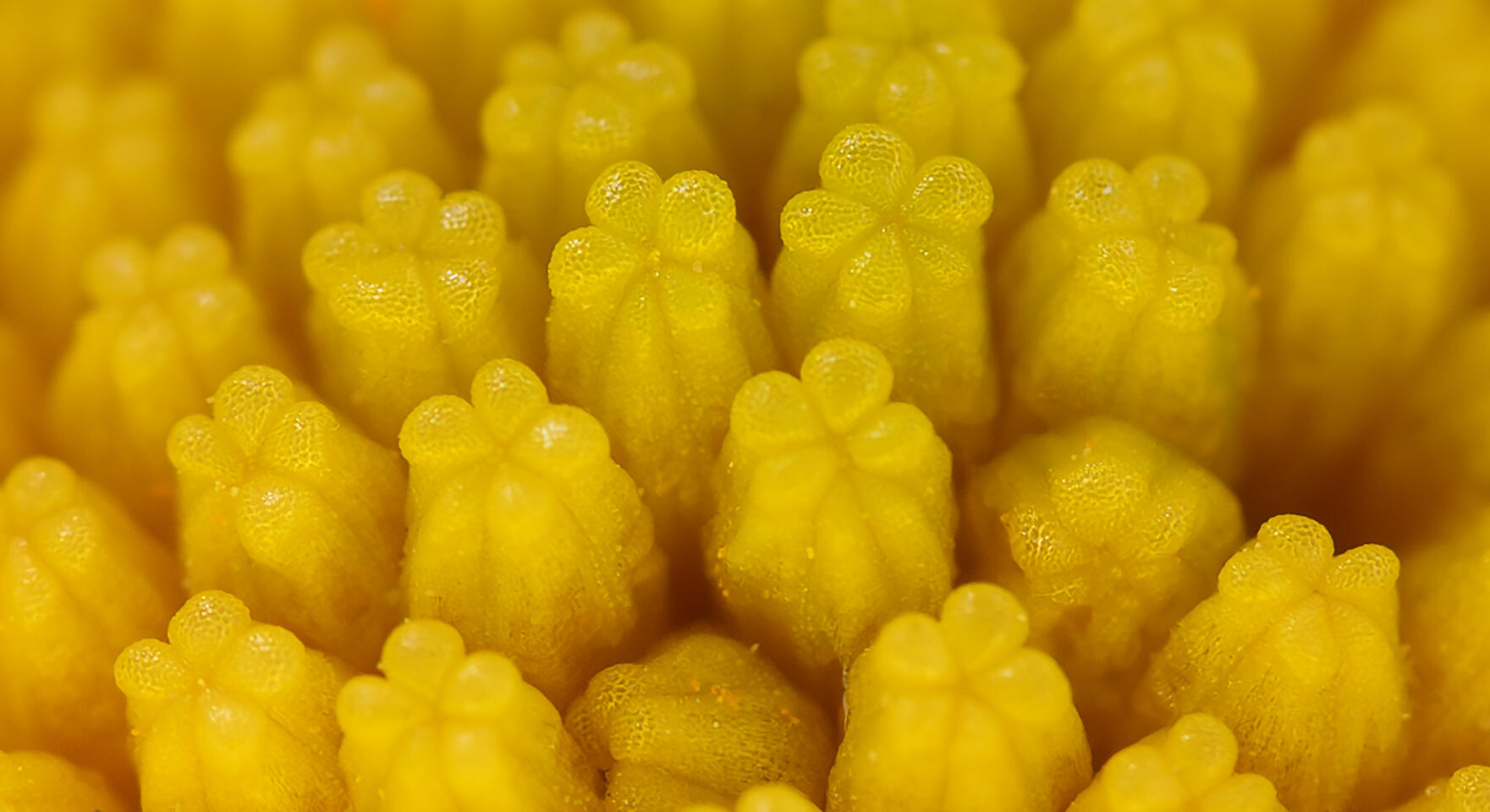 Macro of a flower’s inner crown with dense, bright yellow florets arranged in a compact pattern.
