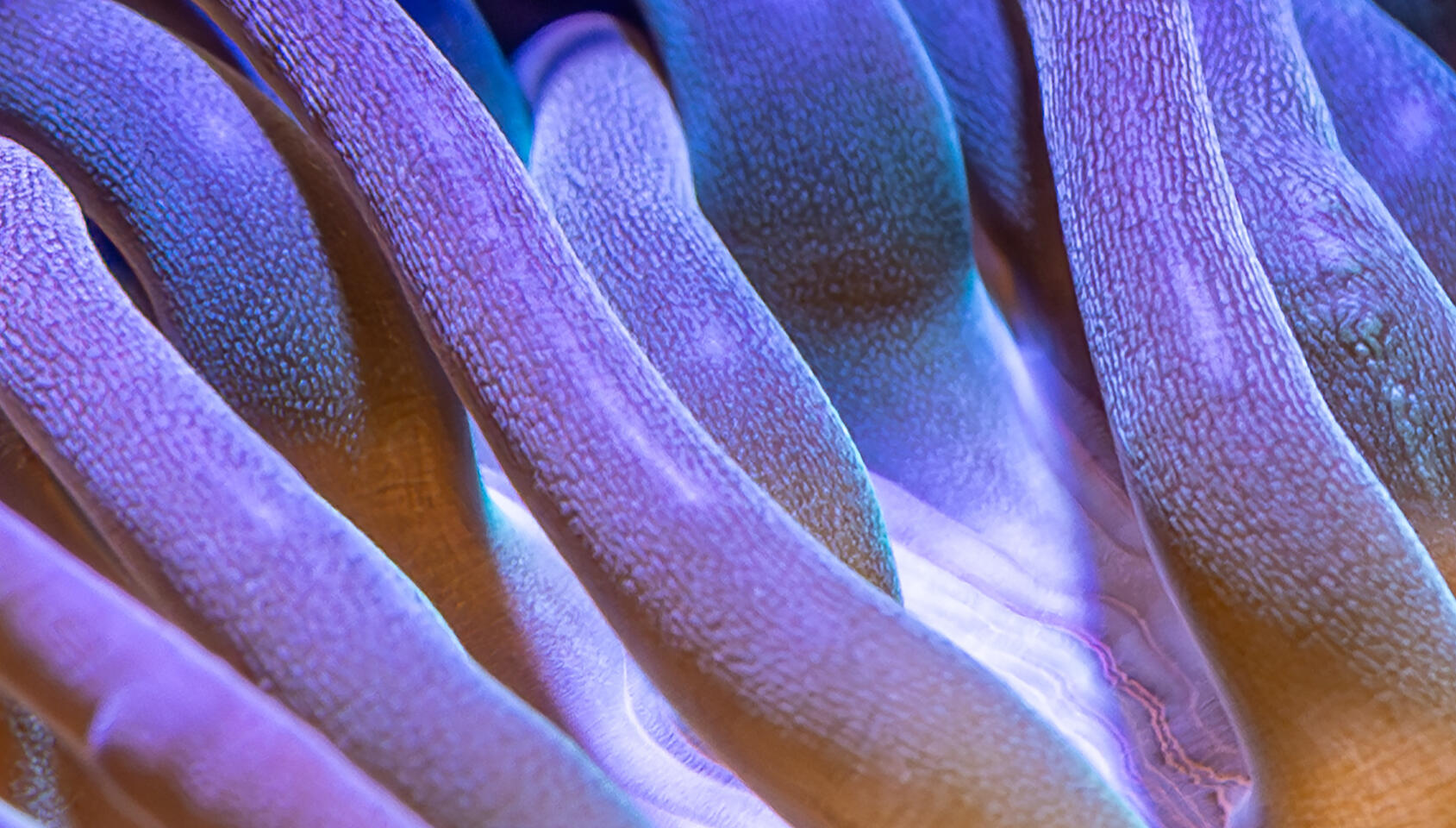 lose-up of anemone surface with wavy purple ridges and blue-toned highlights.