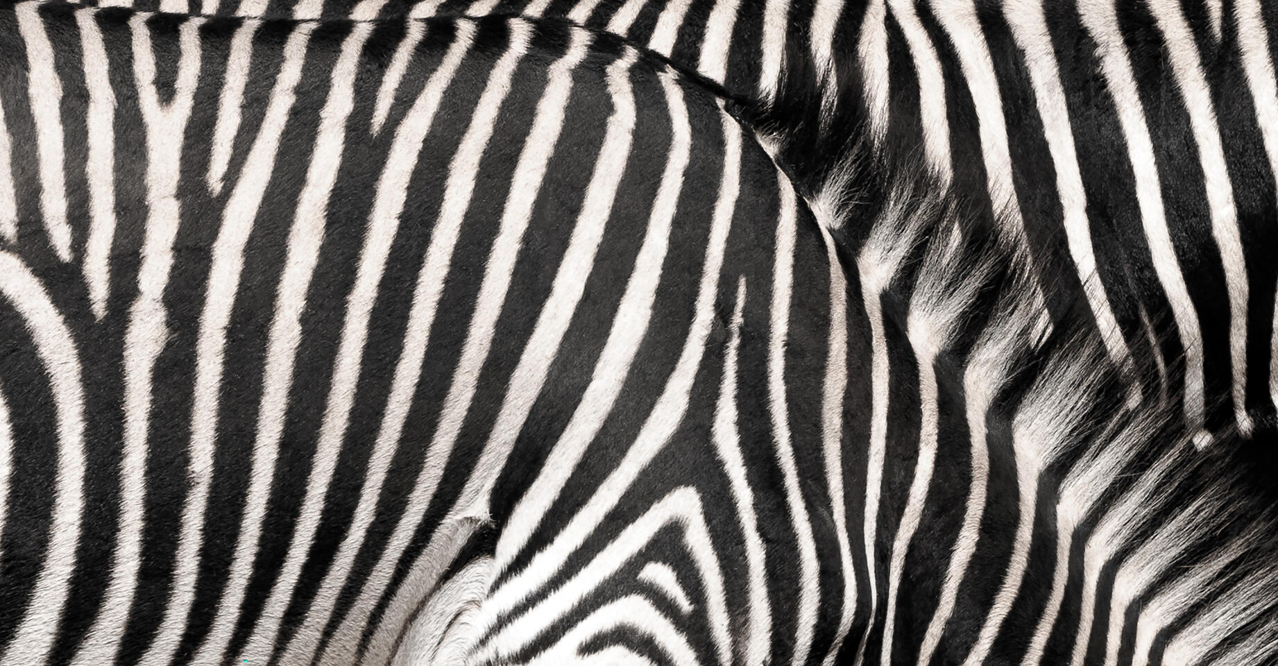 Close-up of a zebra’s coat showing detailed black and white stripes curving around its body and neck.